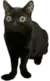 BigFootJinx (cute lil fella)